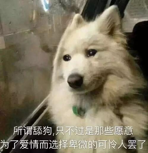遇见舔狗吃瓜视频,揭秘网络热传视频背后的情感纠葛