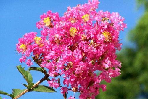 紫薇和艾玛吃瓜视频大全,揭秘娱乐圈幕后故事