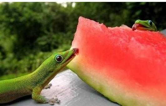 蜥蜴视频吃瓜,揭秘爬行动物的趣味食趣