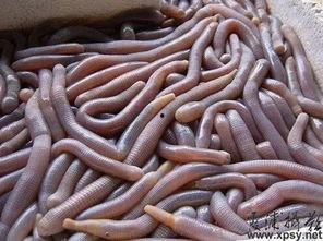 生瓜吃虫子视频在线观看,一场别开生面的自然观察之旅