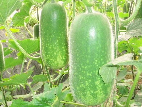 创意吃瓜视频大全,一场视觉与味蕾的双重盛宴